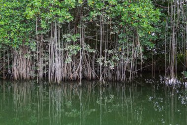 Mangrove 'lar Black River tekne gezisinde, St. Elizabeth Mahallesi, Jamaika