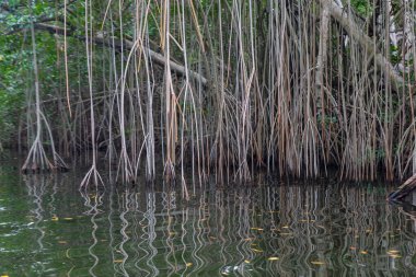 Mangrove 'lar Black River tekne gezisinde, St. Elizabeth Mahallesi, Jamaika