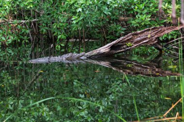 Timsah, Black River, St. Elizabeth Mahallesi, Jamaika 'daki bir odun parçasında dinleniyor.
