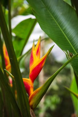 Kırmızı ve sarı papağan çiçeği diğer adıyla ıstakoz pençesi Heliconia bihai, YS Falls, St. Elizabeth Mahallesi, Jamaika
