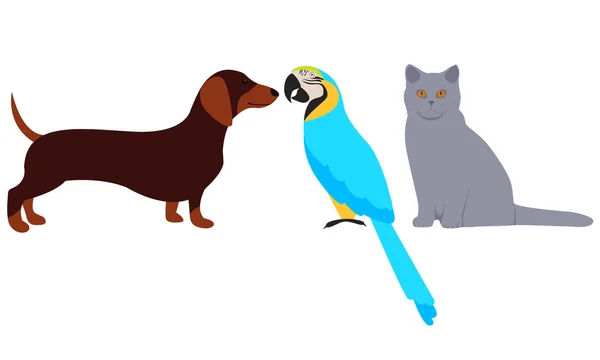 Definir animais de estimação. Gato, cão e papagaio. Ilustração vetorial — Vetor de Stock