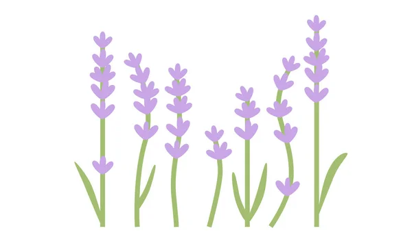 Lavender Flowers Leaves Isolated White Background Flat Design Poster Shirt — Stock Vector