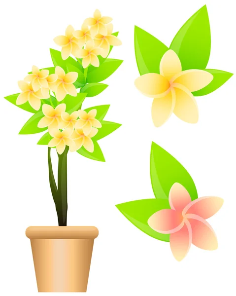 Tropical flowers plumeria isolated on white background. Vector illustration — Stock Vector