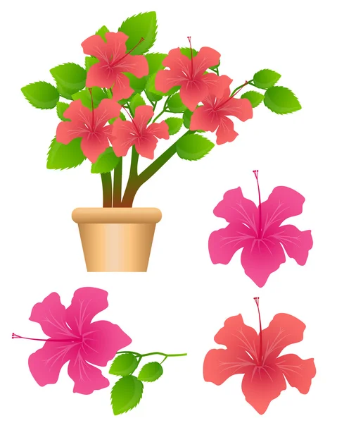 Tropical flowers Hibiscus isolated on white background. Vector illustration — Stock Vector