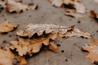 Yakın plan düşmüş meşe yaprakları çiğ taneleriyle. Sonbahar meşe yaprakları. Sonbahar meşe yapraklarına su damlaları düşer. Kuru Sonbahar Meşe Yaprağı Parktaki Yağmur Damlaları ile kaplı.