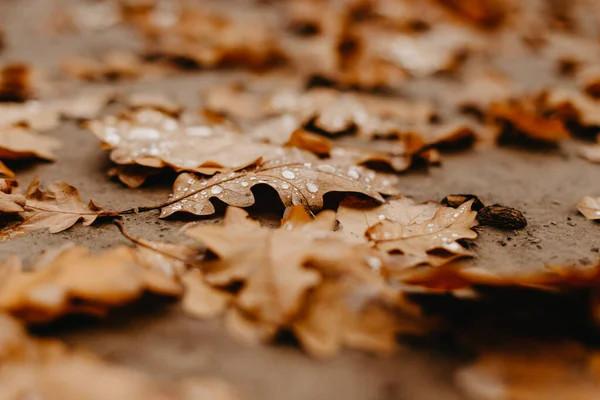 Close-up fallen oak leaves with dew. Autumn oak leaves. Water drops on fall oak leaves closeup. Dry Autumn Oak Leaf Covered by Water Drops of Rain on Ground in park.