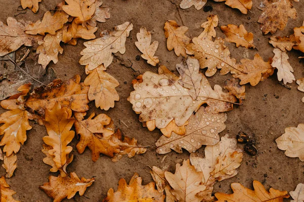 Oak Leaves Raindrops Abstract Natural Background — Stock Photo, Image