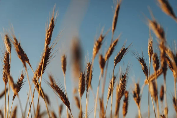 Elegant Foto Vete Öron Bakgrund Fält Med Himlen Selektiv Fokus — Stockfoto