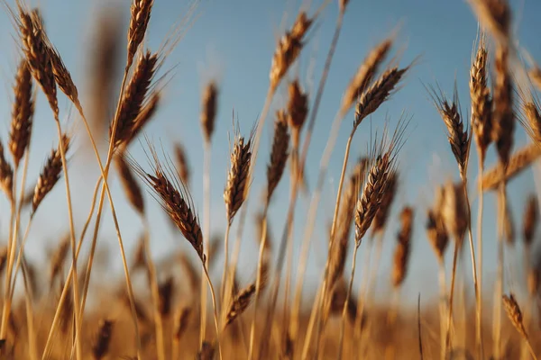 Elegant Foto Vete Öron Bakgrund Fält Med Himlen Selektiv Fokus — Stockfoto