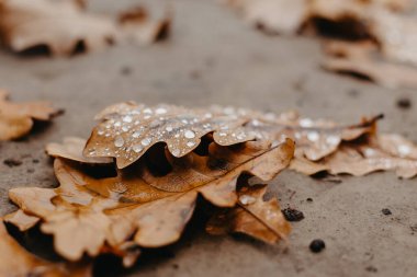 Yağmur damlalarıyla meşe yapraklarını kapat - soyut doğal arkaplan