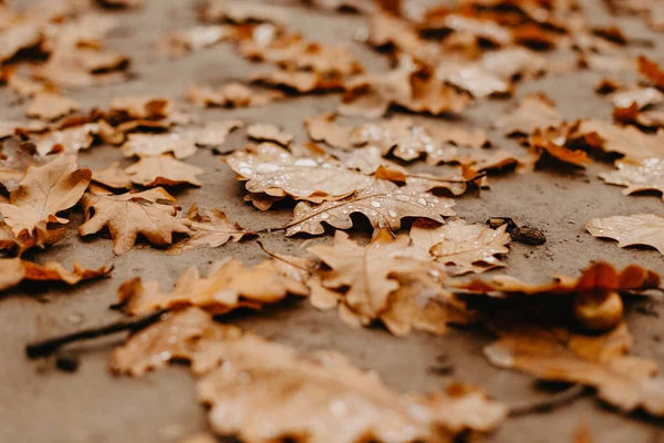 Hojas Roble Caído Cerca Con Rocío Hojas Roble Otoño Gotas — Foto de Stock