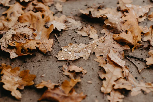 Close-up fallen oak leaves with dew. Autumn oak leaves. Water drops on fall oak leaves closeup. Dry Autumn Oak Leaf Covered by Water Drops of Rain on Ground in park.