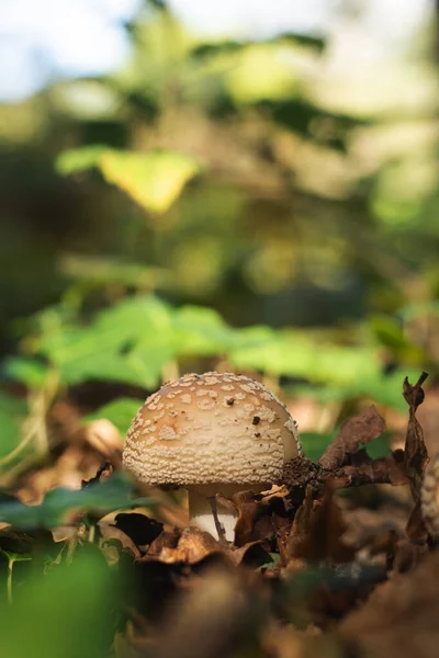 Närbild Svamp Växer Skogen — Stockfoto