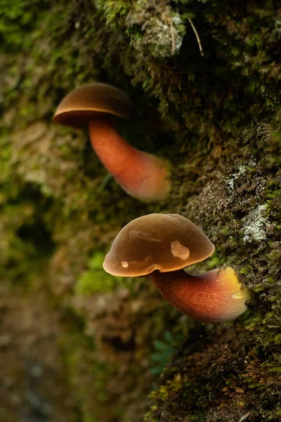 Närbild Svamp Växer Vägg Skogen — Stockfoto