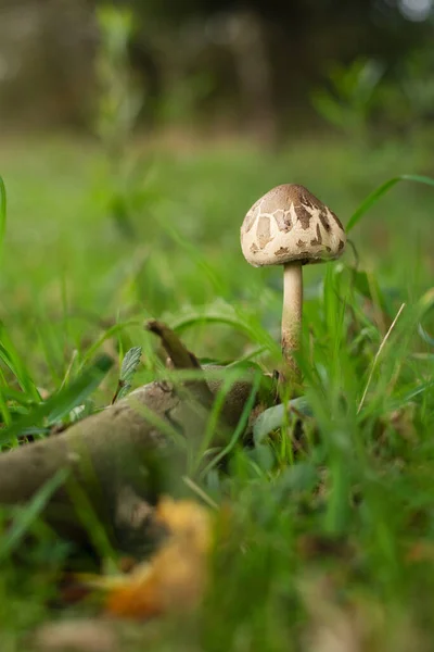 Närbild Parasol Svamp Växer Skogen — Stockfoto