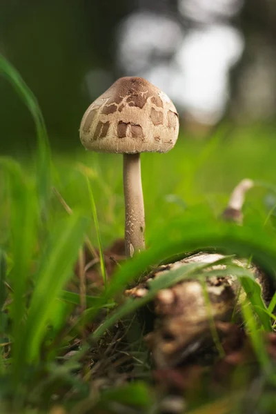 Närbild Parasol Svamp Växer Skogen — Stockfoto