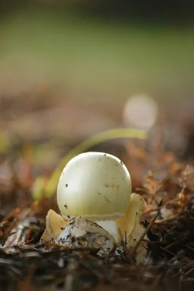 Close Mushroom Amanita Growing Forest — Stock Photo, Image