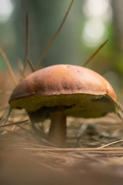 Närbild Svamp Växer Skogen — Stockfoto