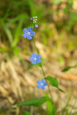 Ormanda yetişen kır çiçeklerine yakın.