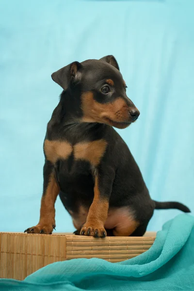 Köpek yavrusu minyatür pinscher — Stok fotoğraf