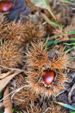 Sonbaharda kestane rengi burr / kapsül