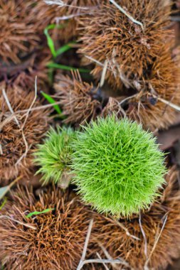 Sonbaharda kestane rengi burr / kapsül
