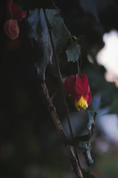 Rote Rose Einem Wintertag — Stockfoto