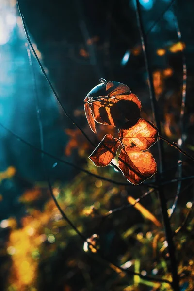 Herbstblätter Mit Filmischer Tonung — Stockfoto