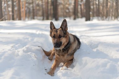 Kış ormanında bir köpek. Alman çoban köpeği mutlu bir şekilde bembeyaz kar üzerinde oynuyor. .