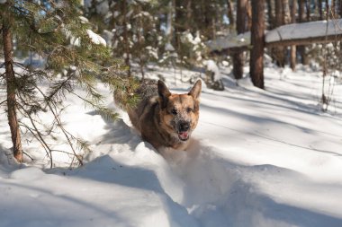 Kış ormanında bir köpek. Alman çoban köpeği mutlu bir şekilde bembeyaz kar üzerinde oynuyor. .