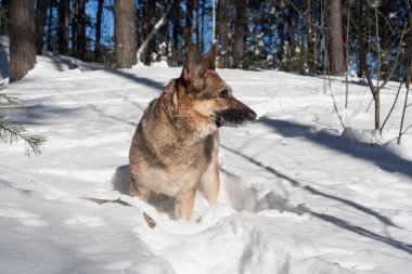 Kış ormanında bir köpek. Alman çoban köpeği mutlu bir şekilde bembeyaz kar üzerinde oynuyor. .