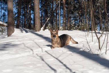Kış ormanında bir köpek. Alman çoban köpeği mutlu bir şekilde bembeyaz kar üzerinde oynuyor. .