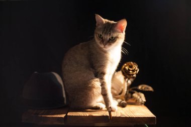 Kedi tahtada koyu bir arka planda oturuyor..