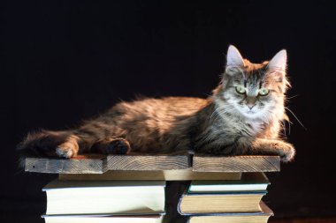 Kedi tahtada koyu bir arka planda oturuyor..