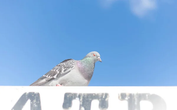 Pigeons and blue sky. Birds are used to living in the city next to people and are not afraid of cold weather.