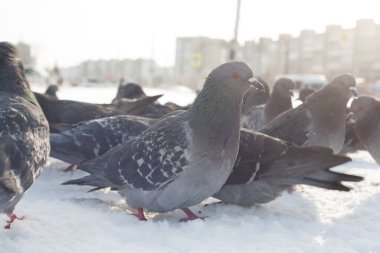 Kışın şehirde mavi güvercin. Kışın soğuk mevsimde şehirde yaşayan kuşlar insanların yardımına çok bağımlıdır. İnsanlar kuşları besler ve güvercinler insanlardan korkmaz..