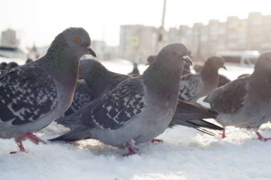 Kışın şehirde mavi güvercin. Kışın soğuk mevsimde şehirde yaşayan kuşlar insanların yardımına çok bağımlıdır. İnsanlar kuşları besler ve güvercinler insanlardan korkmaz..