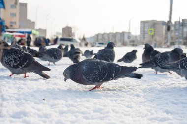 Kışın şehirde mavi güvercin. Kışın soğuk mevsimde şehirde yaşayan kuşlar insanların yardımına çok bağımlıdır. İnsanlar kuşları besler ve güvercinler insanlardan korkmaz..