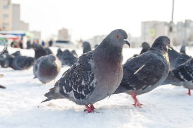 Kışın şehirde mavi güvercin. Kışın soğuk mevsimde şehirde yaşayan kuşlar insanların yardımına çok bağımlıdır. İnsanlar kuşları besler ve güvercinler insanlardan korkmaz..