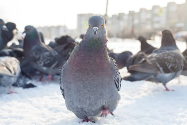 Blue pigeon in the city in winter. Birds that live in the city in the cold season in winter are very dependent on the help of people. People feed the birds, and pigeons are not afraid of people at all.