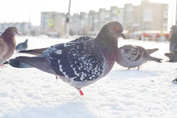 Blue pigeon in the city in winter. Birds that live in the city in the cold season in winter are very dependent on the help of people. People feed the birds, and pigeons are not afraid of people at all.