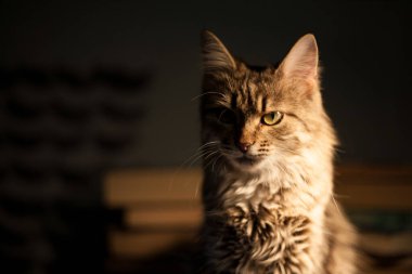 Karanlık bir arka planda bir kedi. Kitapların karanlık arka planında tüylü bir kedi ve sarı bir ışığın altında.