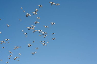 Bir güvercin gökyüzünde uçuyor. Mavi gökyüzüne karşı uçan bir kuş, mavi bir güvercin kanatlarını açtı.