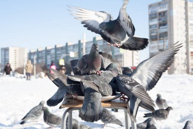 Bir güvercin, bir tabaktan yemek yer ve bir kış şehrinin arka planında bir tabağın üzerinde durur..