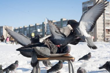 Bir güvercin, bir tabaktan yemek yer ve bir kış şehrinin arka planında bir tabağın üzerinde durur..