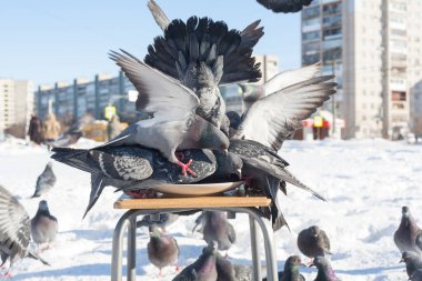 Bir güvercin, bir tabaktan yemek yer ve bir kış şehrinin arka planında bir tabağın üzerinde durur..