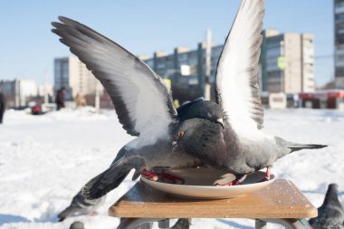 Bir güvercin, bir tabaktan yemek yer ve bir kış şehrinin arka planında bir tabağın üzerinde durur..