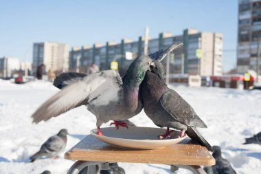 Bir güvercin, bir tabaktan yemek yer ve bir kış şehrinin arka planında bir tabağın üzerinde durur..