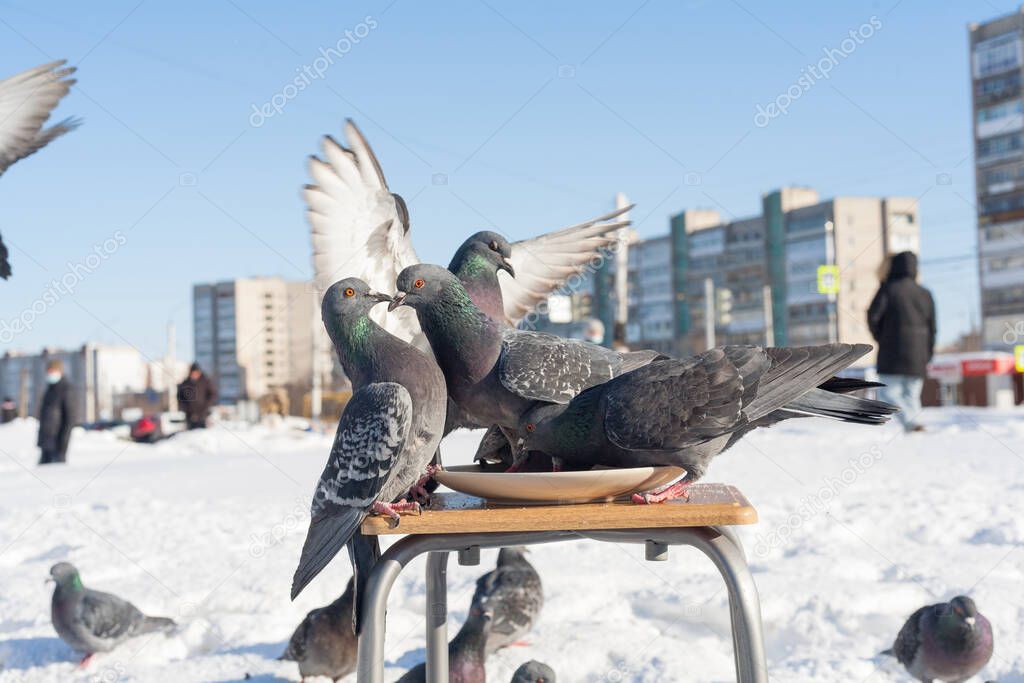 A pigeon eats from a plate standing on a stool against the background of a winter city.