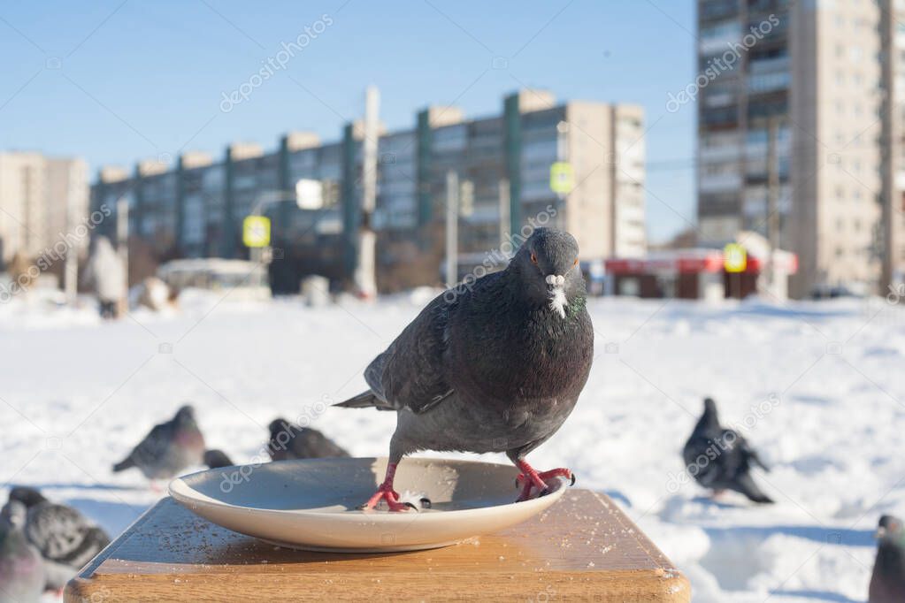 A pigeon eats from a plate standing on a stool against the background of a winter city.